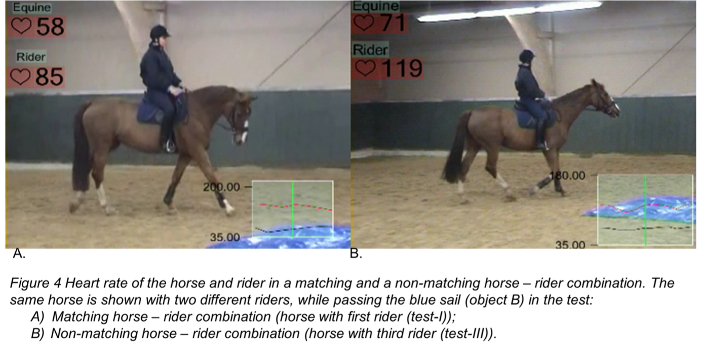 Approaching challenging objects requires trust from the horse. The stress experienced by the horse in these situations can be measured by heart rate and behavioural score. The rider has a significant impact on the stress level experienced by the horse.