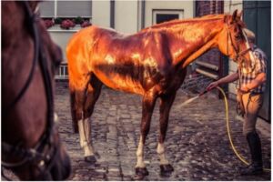 Horse being cooled with cold water by hosing the whole body on a hot day
