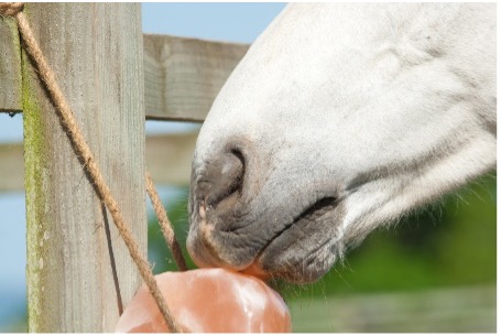 Horse licks on a salt lick