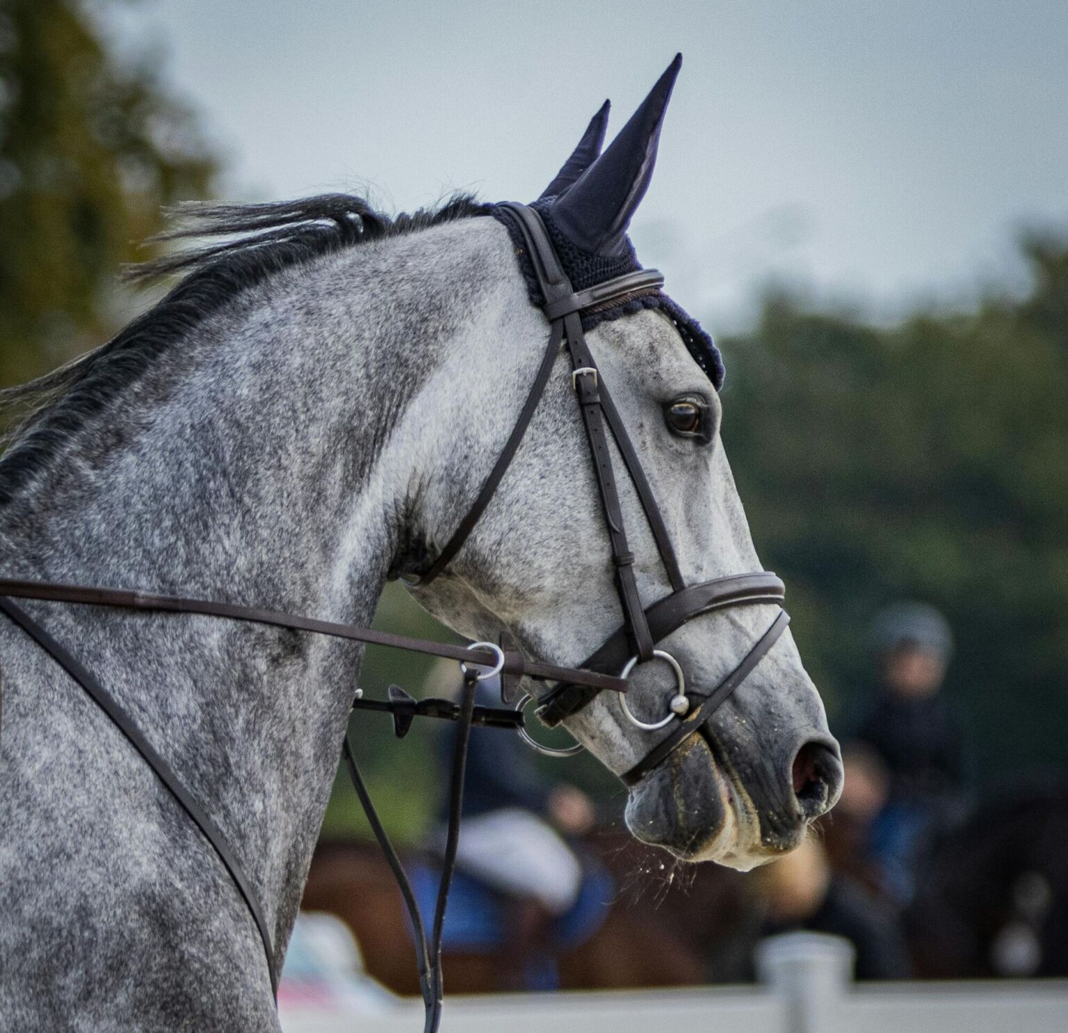 Grey showjumping warmblood horse ridden in canter. It wears a bridle with snaffle bit.