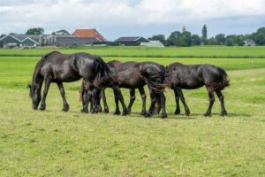 Young Frisian stallions are selected during a 70-day test as studbook breeding stallion for the KFPS