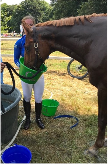 Horse drinks water from a bucket after a competition in hot weather
